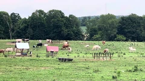 Longhorn Cows