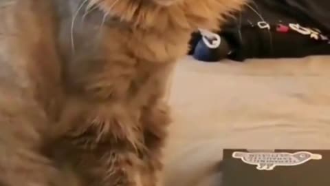 Cut😆 Cat 😁Funny #Video#