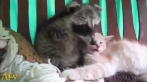 Try not to Smile: Cute Raccoon and cat funny video