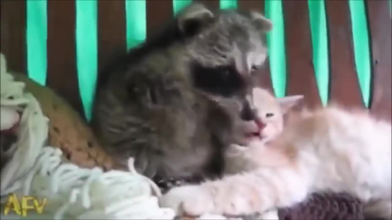 Try not to Smile: Cute Raccoon and cat funny video