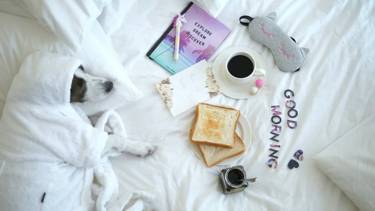 Dog Lying On Bed With Breakfast With Toasts And Coffee