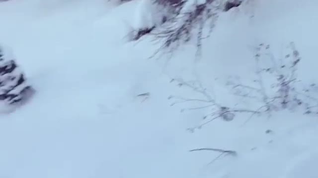 Collab copyright protection - girl blue pants ski faceplant snow