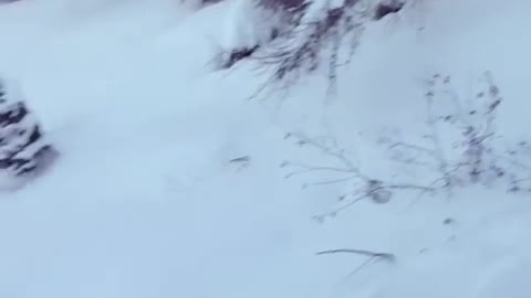 Collab copyright protection - girl blue pants ski faceplant snow