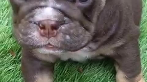 Beautiful dogs 🐶 trending video
