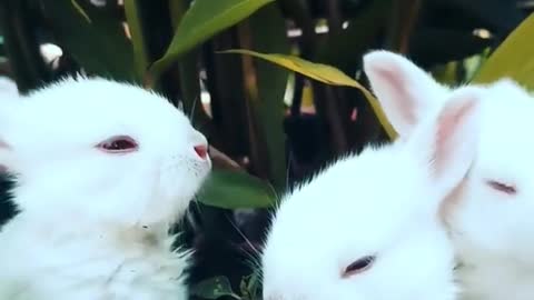 Baby Animal Video