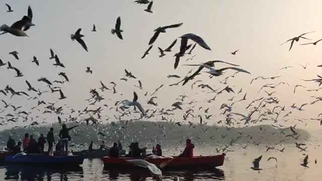 Flock of seagulls flying over a body of water