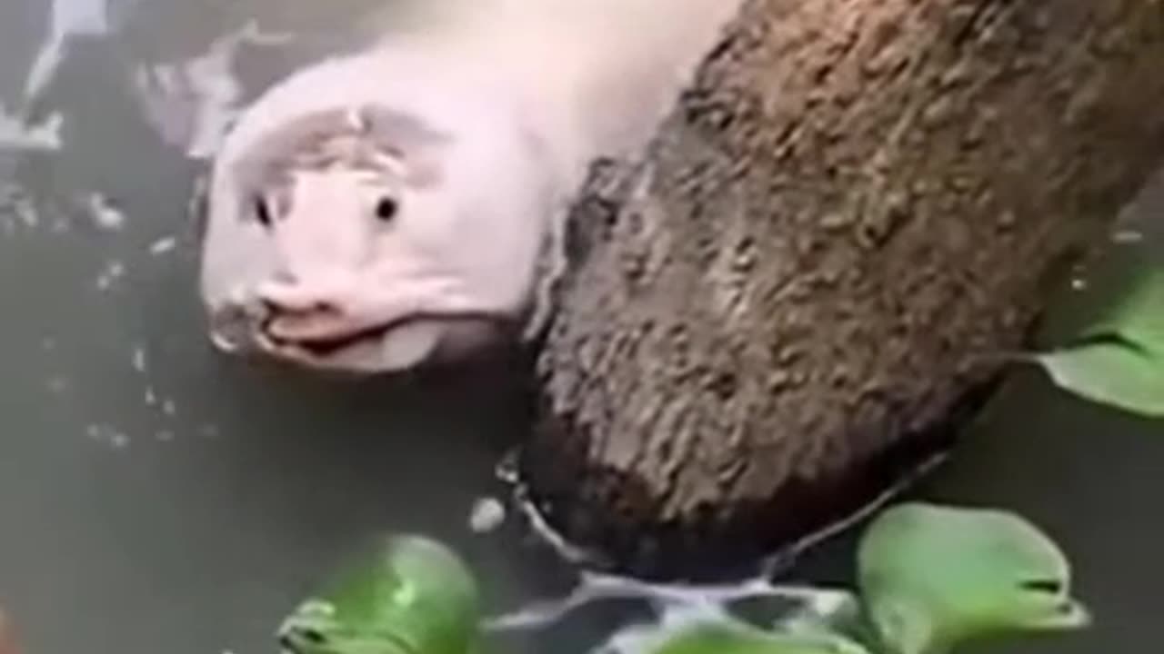 What the hell in the world is this creature? #cearture
