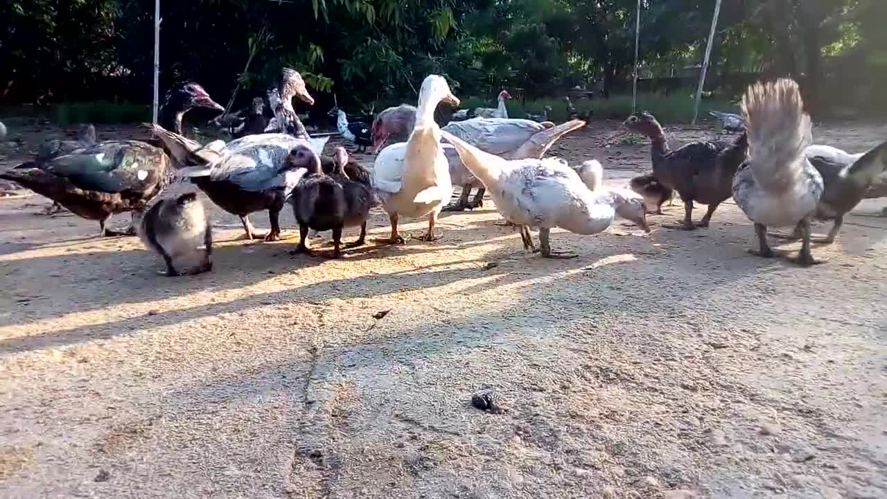 Flock of ducks roaming the ground in the afternoon