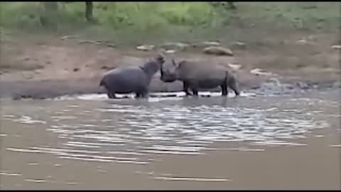 Power of Crazy Hippo - wide mouth Hippo bites everything it sees-16