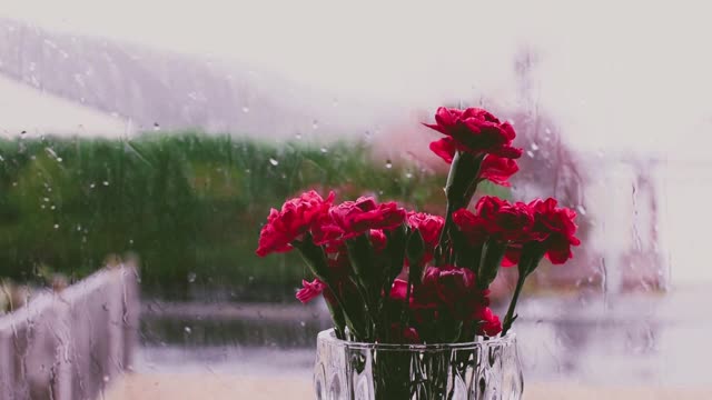 Red Flowers on a Vase With View on a Rainy Day | For Mind Relaxation And Sleep