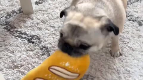Dog are best nurse