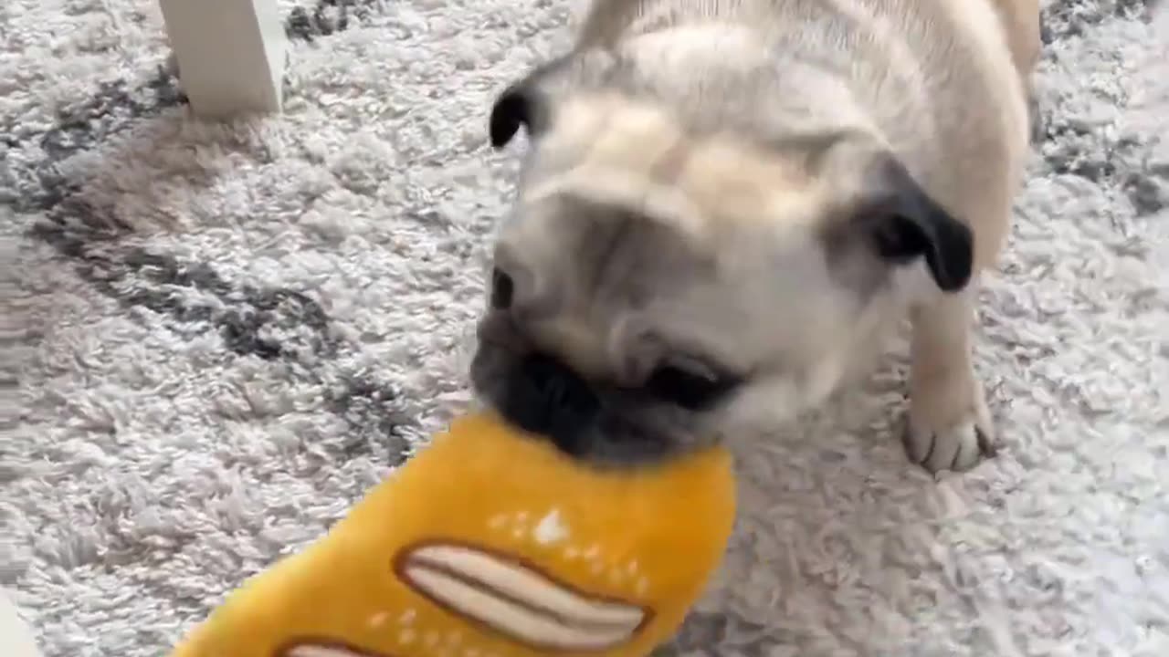 Dog are best nurse