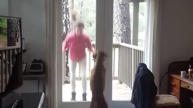 Brown dog jumps up and down with girl in doorway