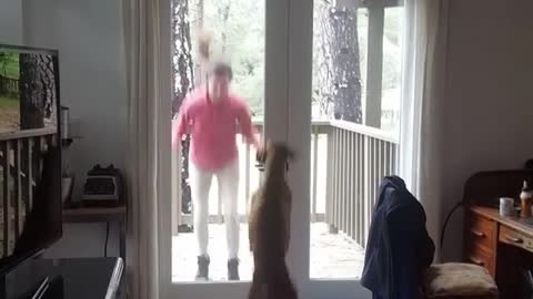 Brown dog jumps up and down with girl in doorway