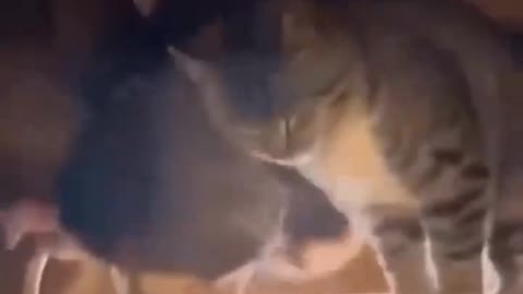 Funniest Cats 😹 - Don't try to hold back Laughter 😂 - Funny Cats Life