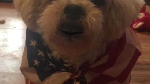 Patriot Loulou aka Louis news 📰 Happy Mother’s Day patriot moms 🇺🇸💙🌺🌷💐