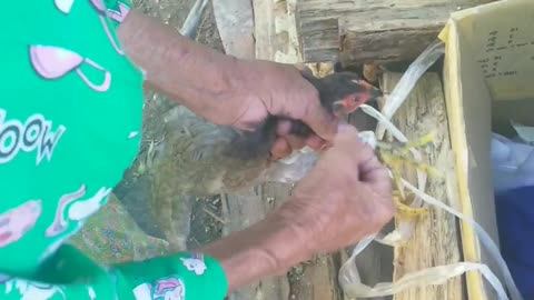 Traditional chicken soup making in My country