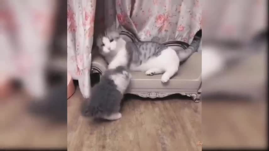 Baby Cats - Cute and Funny Cat Videos Compilation