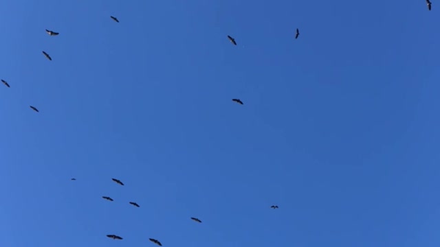 vultures circling