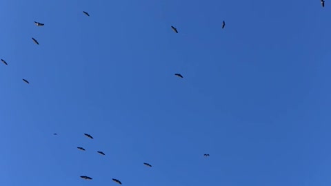 vultures circling