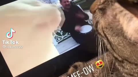 Funny Cat Jamming To A Music