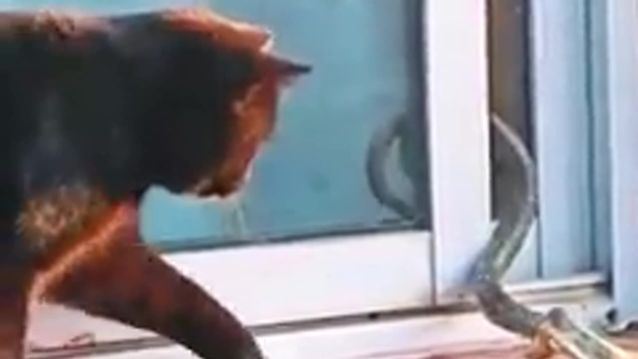 Cat vs Snake