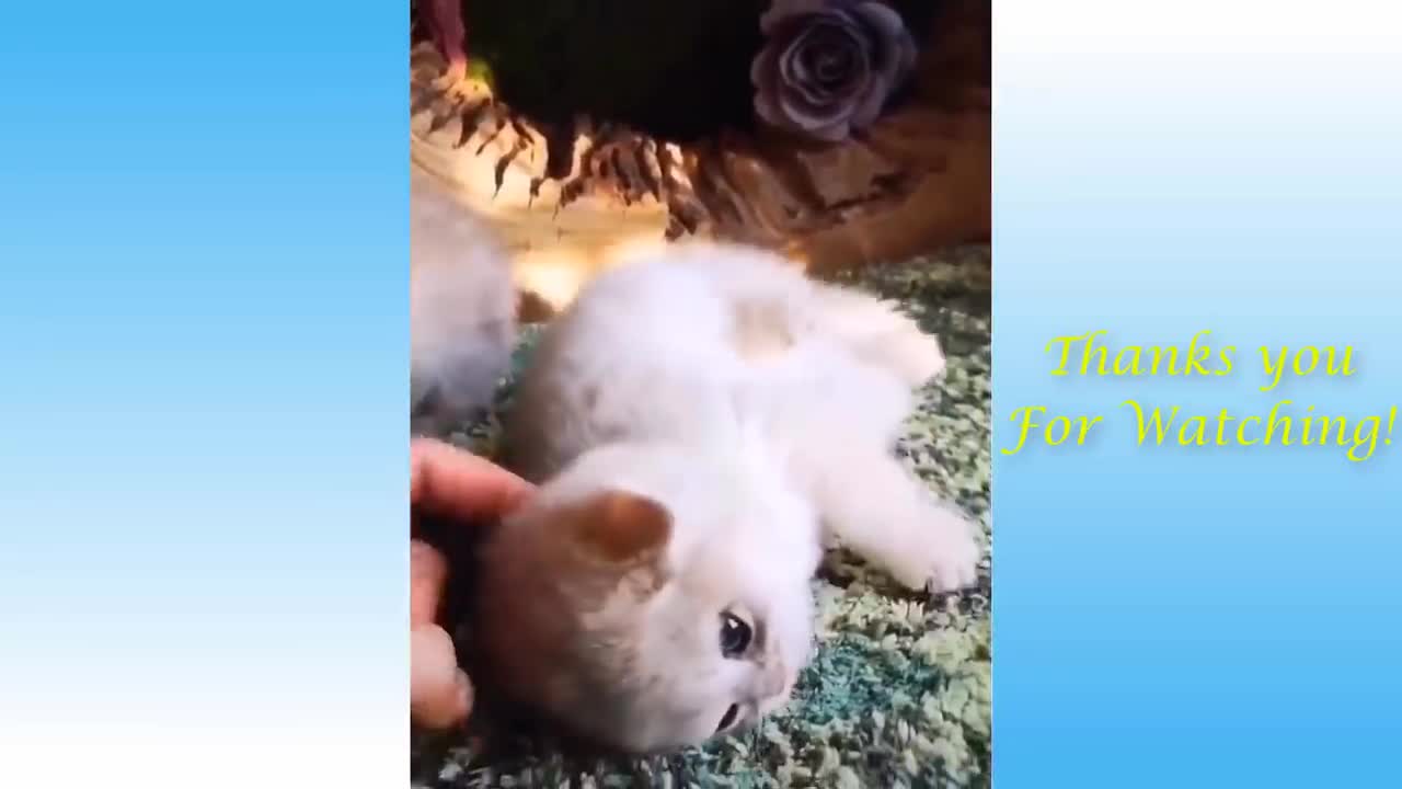 Funny and Cute Cat's Life 👯😺 Cats and Owners are the best friends Videos