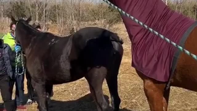 beautiful and big horse