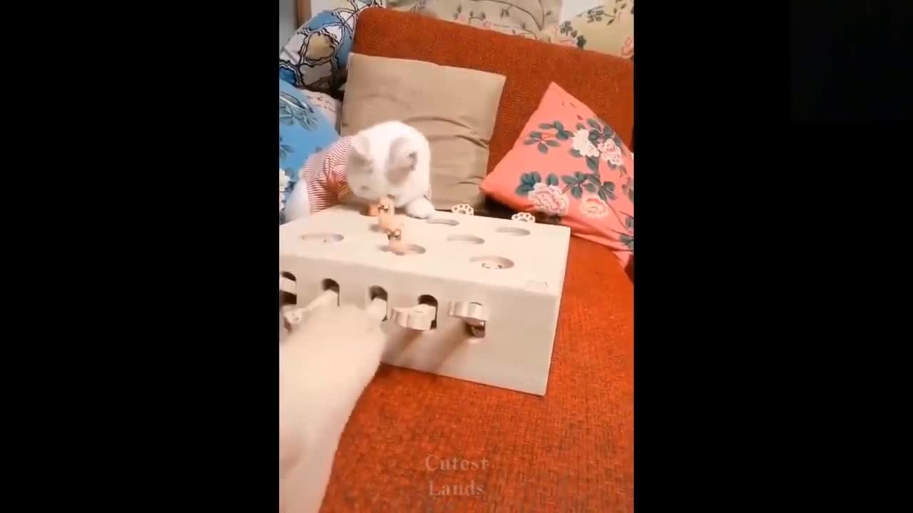 ๐Cute And Funny Pets | Try Not To Laugh To These Pets Compilation #22๐ Cutest Lands