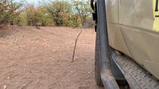 Curious Hyena Comes in Close