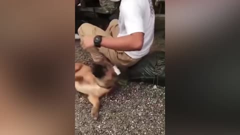 Funny cats video
