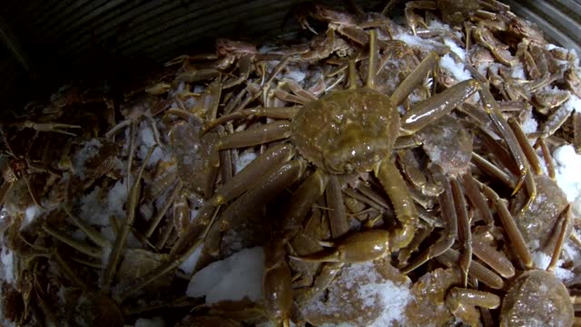 Huge snow crab