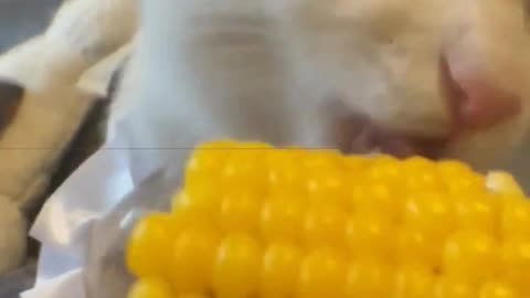 Are all white cats fond of eating corn？