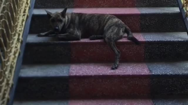The Phu Quoc dog is on guard while the owner is away