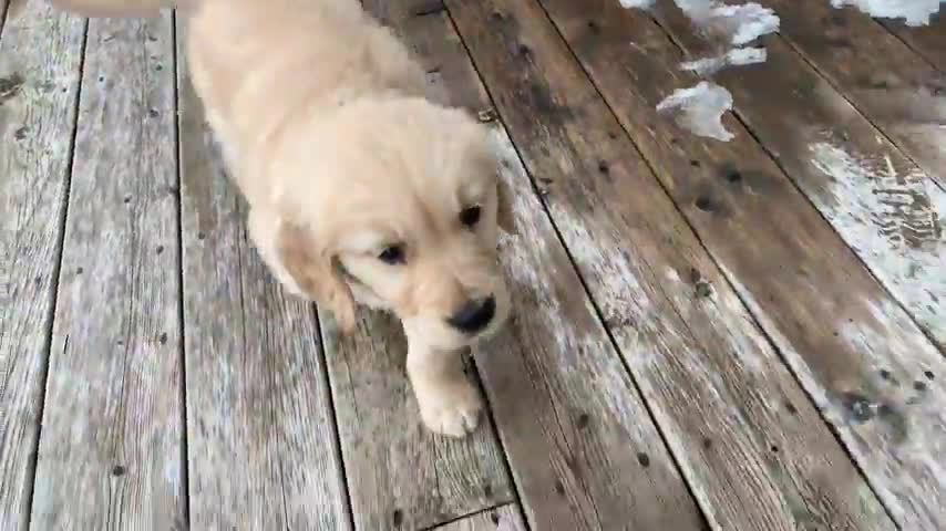 The Puppy golden retriever enjoys the snow