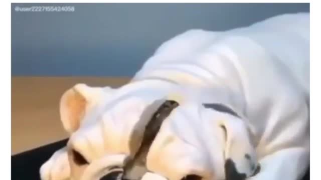 Dog reaction mode