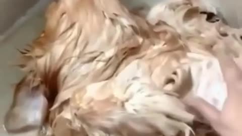 Cute and funny dog videos