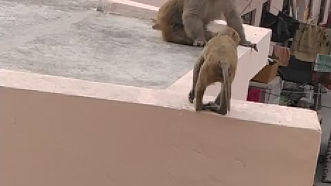 Baby monkey play on roof