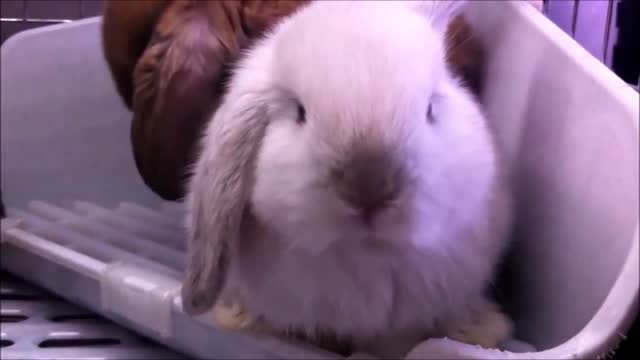 Cute Baby Bunny - Washing The Face