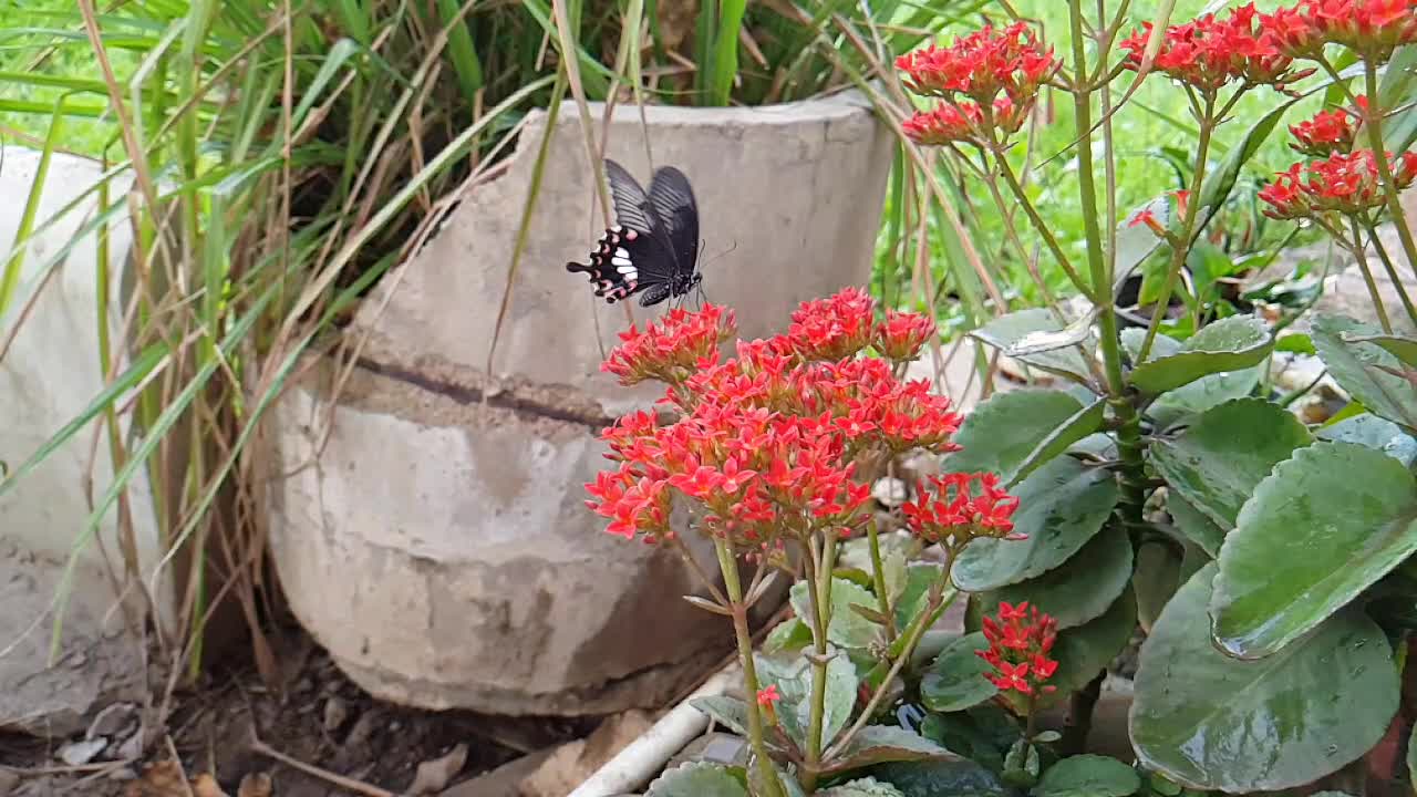 Butterflies Flying in Slow Motion