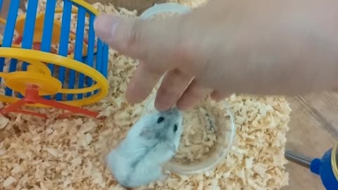 Hamsters like people so much