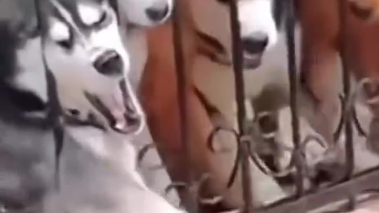 The Funniest Dogs That Will Make Your Day β Must-See Hilarious Moments! πΆπ€£"