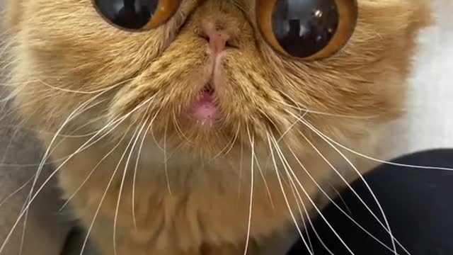 So cute eyes 😍/Incredible cute cat 😸🙀😍 /Just click and check it !