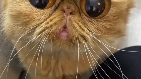 So cute eyes 😍/Incredible cute cat 😸🙀😍 /Just click and check it !