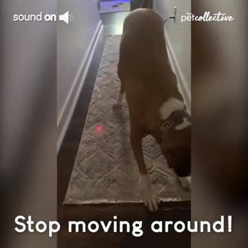 It's all about the chase!