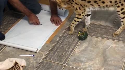 Cat Disagrees with Cut