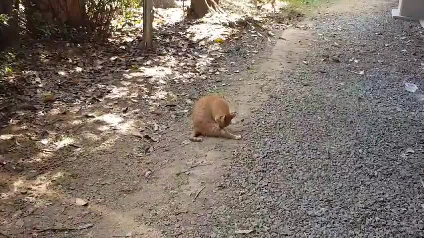 a cutie cat blocking the way