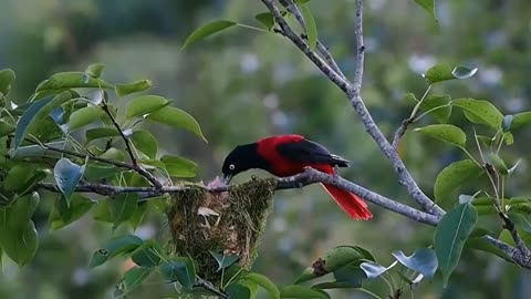 the bird is feeding the baby