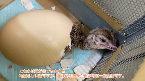 (Ostrich chicks in incubator) The moment of hatching!