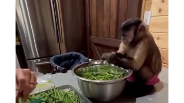 Monkey breaks the vargens properly - viral video🤗